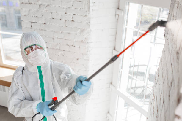 Best Attic Mold Removal  in Cold Spring, KY