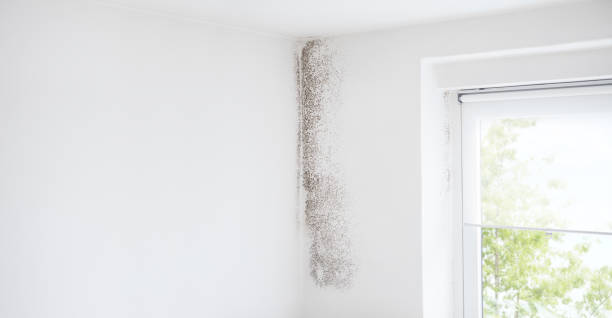 Environmental Consulting for Mold Prevention in Cold Spring, KY