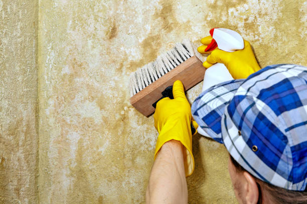 Professional Mold Removal in Cold Spring, KY