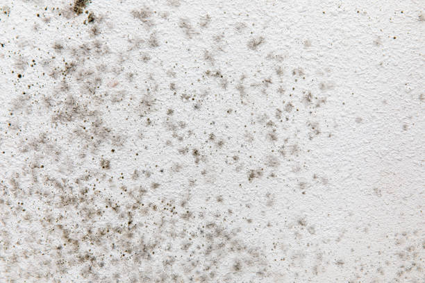 Best HVAC Mold Inspection and Cleaning  in Cold Spring, KY