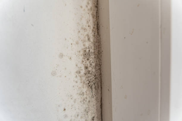 Mold Remediation for Vacation Homes in Cold Spring, KY