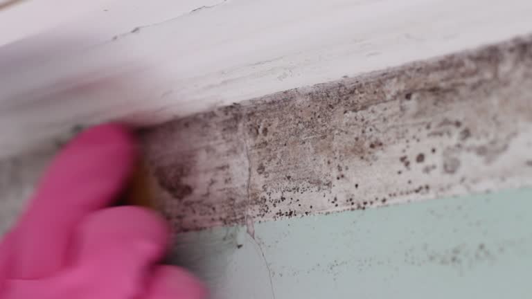 Best Emergency Mold Remediation  in Cold Spring, KY